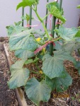 Single Cumcumber Plant